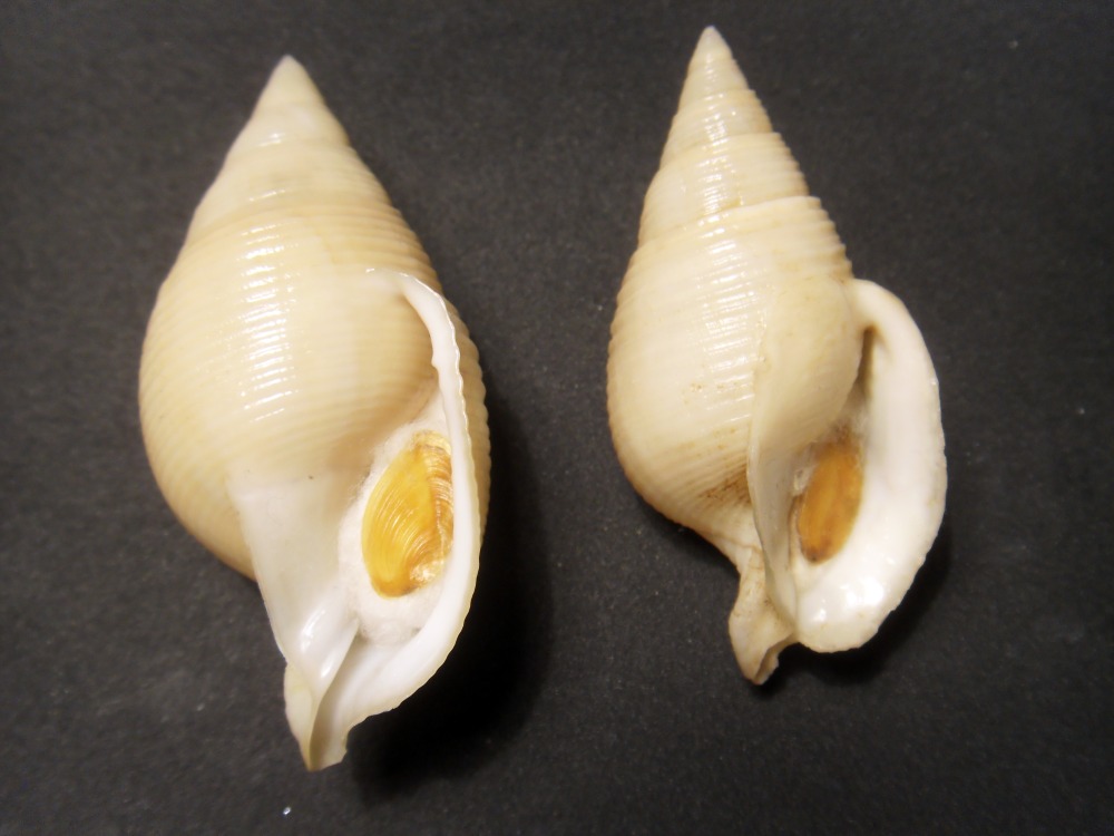 conferma Galeodea rugosa freak